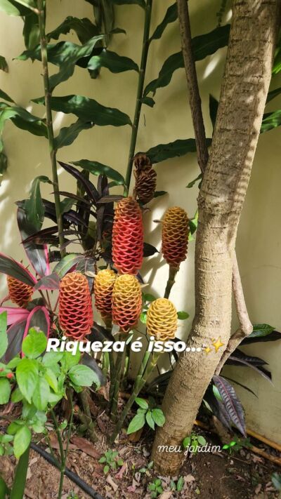 Hoje eu olhei para esse cantinho aqui de casa…
e pensei como a vida é parecida com o nosso dinheiro.

Tudo começa pequeno.
Precisa de cuidado, atenção, constância.

🌿 Primeiro vem a organização
🌿 Depois, a paciência
🌿 E então… o florescer

Riqueza não é só sobre números.
É sobre o que você cultiva todos os dias.

E a pergunta é:
você tem dado um SIM para aquilo que realmente faz a sua vida florescer?

#OdeteReis #EducaçãoFinanceira #DigaSim #PlanejamentoFinanceiro #ConsciênciaFinanceira