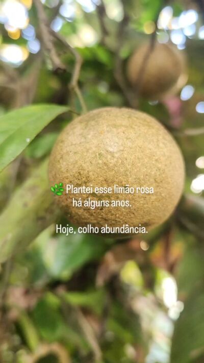 🔵 Plantei esse pé de limão rosa há alguns anos.

Pequeno no começo… mas cuidado com constância.

Hoje, ver ele assim, cheio, me faz lembrar de algo muito importante:

💰 A vida financeira funciona da mesma forma.

Não é sobre sorte.
É sobre plantar, cuidar e respeitar o tempo.

💙 Quem faz isso… colhe.

#EducaçãoFinanceira #OdeteReis #SimParaSeuDinheiro #OrganizaçãoFinanceira #ConsciênciaFinanceira