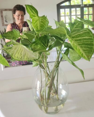 🌿 Domingo também é dia de cultivar o que importa.
Esse vaso eu mesma preparei, com folhagens do meu jardim.
📊 Crescimento — nas plantas ou nas finanças — exige constância, paciência e cuidado diário.
💭 E você… tem cultivado sua vida financeira com a mesma dedicação?
#OdeteReis #EducaçãoFinanceira #SIMParaSeuDinheiro #ProsperidadeComPropósito