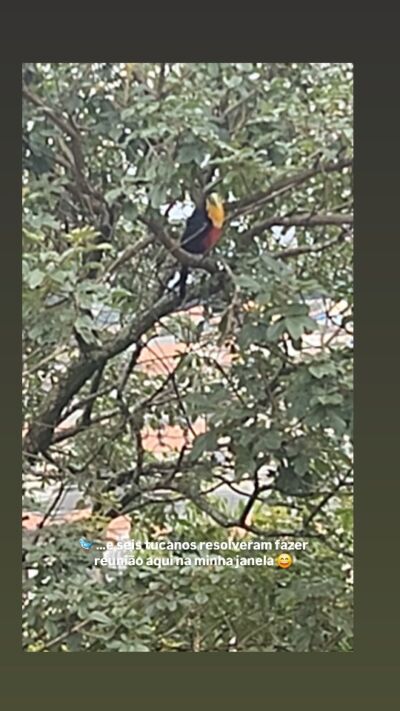 🌿 Eu estava aqui, trabalhando…
e, de repente, seis tucanos na minha janela.

Que presente!

💛 E isso me fez refletir…
Assim como na natureza, a prosperidade não acontece por acaso.

Ela vem com constância, cuidado e tempo.

💡 Em minhas palestras sempre digo:
você não constrói tranquilidade financeira de um dia para o outro —
mas constrói todos os dias.

✨ Tudo começa com um SIM.

#EducaçãoFinanceira #OdeteReis #SIMparaoSeuDinheiro #Prosperidade